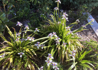 Baulkham Hills landscaping job (24)