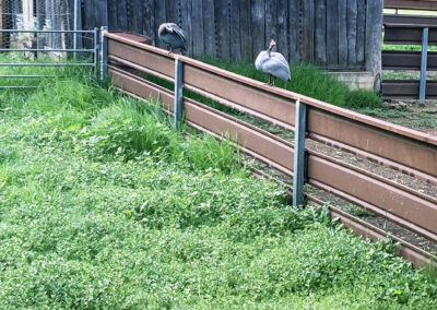 Bungonnia shearing shed repairs (27)