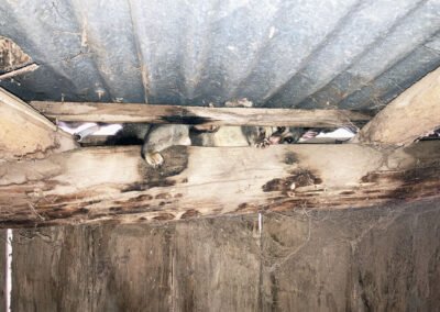 Bungonnia shearing shed repairs (37)